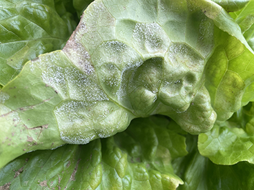 Valse meeldauw bremia sla sporulerend.jpg